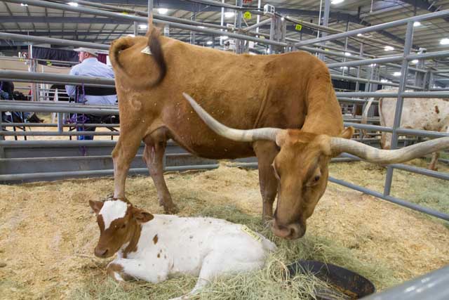 San Antonio Stock Show & Rodeo - FEBRUARY
